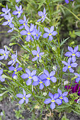Laurentia axillaris 'Avant Garde Blue', Solenopsis axillaris 'Avant Garde Blue, flowers