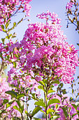 Crepe Myrtle, agerstroemia indica 'Montbazillac', flowers