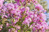 Crepe Myrtle, agerstroemia indica 'Montbazillac', flowers