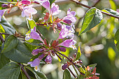 Engler's abelia, Abelia engleriana, flowers