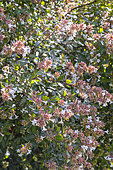 Glossy abelia, Abelia grandiflora, in bloom