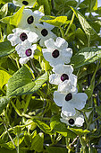 White Black-Eyed Susan Vine, Thunbergia alata ‘Amera White’, flowers
