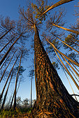 . Pins maritimes (Pinus pinaster) noircis, brûlés après l'incendie de 2022 / Blackened, burned maritime pines (Pinus pinaster) after the 2022 fire. Parc Naturel Régional des Landes de Gascogne. Gironde - Nouvelle-Aquitaine - France.