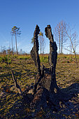 remains of a burned maritime pine (Pinus pinaster) after the 2022 fire. Landes de Gascogne Regional Nature Reserve. Gironde - New Aquitaine - France.