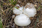 Bearded amanita (Amanita ovoidea), Ovoid amanita on limestone soil at the edge of the woods. Gironde - Nouvelle-Aquitaine - France.