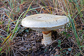Bearded amanita (Amanita ovoidea), Ovoid amanita on limestone soil at the edge of the woods. Gironde - Nouvelle-Aquitaine - France.