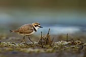 Kentish Plover (Charadrius alexandrinus) mâle, Golfe du Morbihan- Bretagne sud- département 56- France