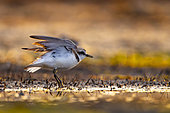 Kentish Plover (Charadrius alexandrinus) male, Golfe du Morbihan- Bretagne sud- département 56- France