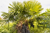 Windmill palm, Trachycarpus wagnerianus