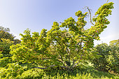 Cucumber tree, Magnolia acuminata var. subcordata