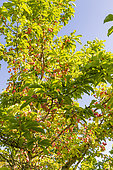Cucumber tree, Magnolia acuminata var. subcordata