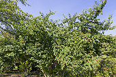 Translucent honeysuckle, Lonicera quinquelocularis, fruits