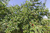 Translucent honeysuckle, Lonicera quinquelocularis, fruits