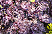 Purple Shiso,Perilla frutescens nankinensis, foliage