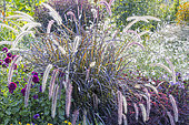 Purple Fountain Grass, Pennisetum setaceum 'Rubrum Summer Samba'