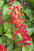 Red Sage, Salvia splendens 'Gogo Scarlet', flowers