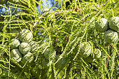 Bald Cypress, Taxodium distichum, cones