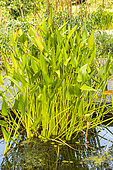 Pickerelweed, Pontederia cordata, foliage