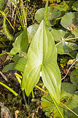 Broadleaf arrowhead (Sagittaria latifolia), leaf