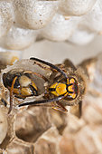 European hornets (Vespa crabro) emerging from their honeycomb, Vosges du Nord Regional Nature Park, France