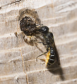 Female Sleepy carpenter bee (Chelostoma florisomne) plugging her egg-laying gallery, Vosges du Nord Regional Nature Park, France