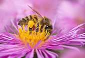 Honey bee (Apis mellifera) foraging on asters, Vosges du Nord Regional Nature Park, France