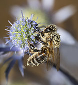 Honey bee (Apis mellifera) on blue thistle (Eryngium planum), Vosges du Nord Regional Nature Park, France