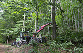 Uncontrolled spring deforestation with large mechanical equipment in the middle of a forest, Vosges du Nord Regional Nature Park, France