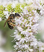 Mining bee (Halictus simplex) female on mint, Vosges du Nord Regional Nature Park, France