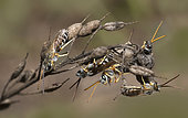 Mining bee (Halictus leucaheneus) males, gathering in a nocturnal dormitory at the end of the day in dry, unmown grass, Vosges du Nord Regional Nature Park, France