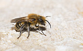 Large mason bee (Osmia xanthomelana) male, Mont Ventoux, Provence, France
