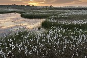 Sunset in a moor with fruiting cotton grass (Eriophorum vaginatum) in spring, Oldenburger Münsterland, Goldenstedter Moor, Goldenstedt, Lower Saxony, Germany, Europe