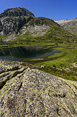 Lake in the upper Bassiès valley in Ariège. Lichens in foreground: genus Umbilicaria - Lac du Pla de la Fond, June - Pyrenees Mountains, France