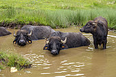 Water Buffalo (Bubalus bubalis) on summer pasture in the Pyrenees. A herd of a hundred head grazes in summer in Ariège. France