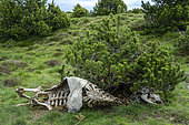 Cow carcass in the mountains. Carcass eaten by scavengers (vultures, foxes, insects, etc.) - Alpine pasture in Ariège, Pyrenees, France