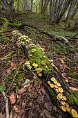 Sulphur Tuft (Hypholoma fasciculare) on a rotting stump. Haute Savoie, France