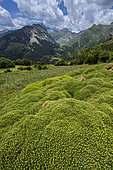 Upper Bujaruelo valley, Ordessa Mont Perdu NP, Aragon, in the foreground, Horrible broom (Echinospartum horridum), endemic to the French and Spanish Pyrenees and the Massif Central.