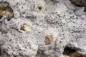 Thallus of a crustacean lichen (Xalocoa ocellata) on pudding rock in Catalonia, Spain. Species with very large white thallus, Mediterranean thermophile on exposed limestone-rich rocks.