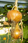 Onion, Allium cepa Sturon