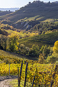 Vineyard landscape of the Langa del Barolo in autumn, Navello village in the background, Langhe Roero and Monferrato, Province of Cuneo, Piedmont, Italy