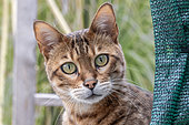 Portrait of a Bengal cat