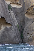 Puddingstone cliff, Anse du Sec, La Ciotat, Bouches-du-Rhone