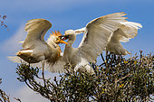 Cattle egret (Bululcus ibis) feeding chick- Sologne - Loir-et-Cher - France