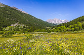 Prairie en fleurs au printemps, la crête du Queyrellin (2866 m) en arrière-plan, Névache, haute vallée de la Clarée, Hautes-Alpes, France