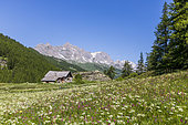 Chalet en bois de la haute vallée de la Clarée, la crête du Queyrellin (2866 m) en arrière-plan, Névache, Hautes-Alpes, France