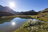 White balls of Scheuchzer's cottongrass (Eriophorum scheuchzeri) at Lac de l'Eychassier (2770 m), Crête de la Taillante (3196 m) in the background, Queyras Regional Nature Park, Hautes-Alpes, France
