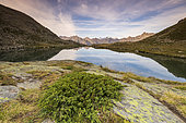 Le lac Serpent (2448 m), la crête du Queyrellin (2866 m) et la Barre des Écrins (4102 m) en arrière-plan, haute vallée de la Clarée, Névache, Hautes-Alpes, France