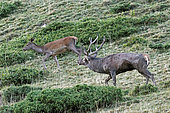 Red stag (Cervus elaphus), Big stag circling a doe to bring it back to the bellowing ground, 1700m altitude, Haute-Garonne, France.