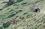 Red stag (Cervus elaphus), Big stag watching "his" hinds on a bellowing spot, 1700m altitude, Haute-Garonne, France.