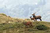 Red deer (Cervus elaphus), young stag with doe and fawn in a bellowing place, 1700m altitude, Haute-Garonne, France.